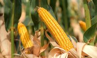 Jawab Keresahan Petani, East West Seed Indonesia Hadirkan Benih Jagung Manis Berkualitas