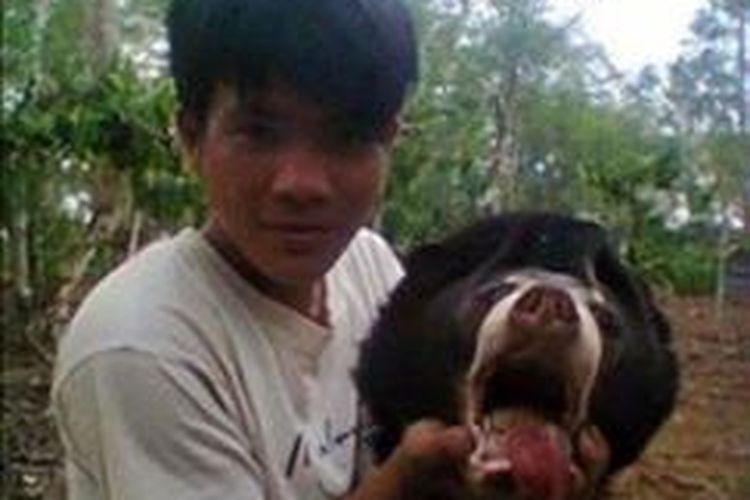 Pemilik akun Facebook bernama Putra Tasti Ulbr mendapatkan kecaman dari ribuan netizen karena mengunggah kepala beruang madu yang baru saja dipancung dan tampak masih segar. 