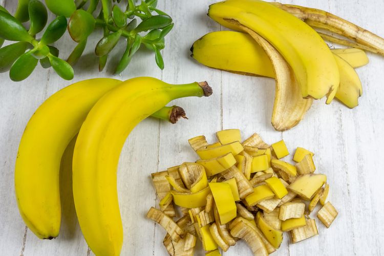Ilustrasi membuat pupuk organik dari pisang.