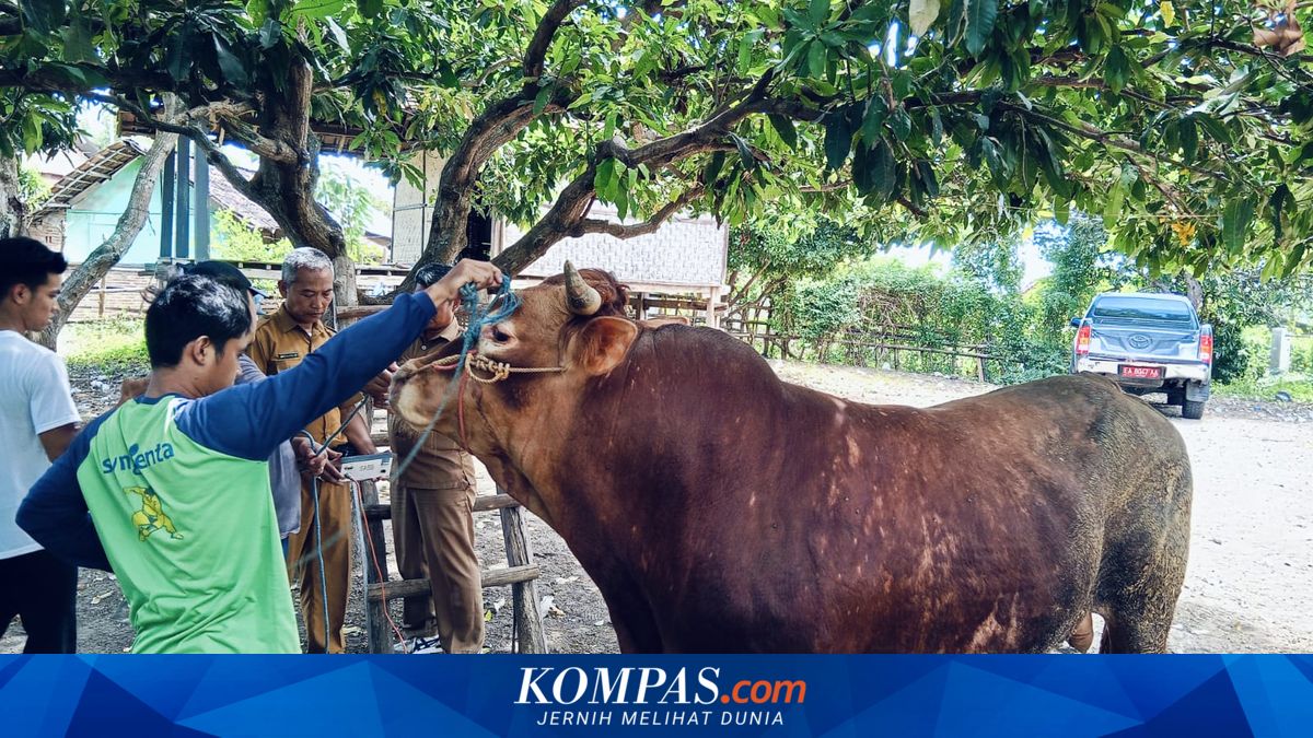 Harga Sapi Limosin Bisa buat Beli 3 hingga 4 Ekor Sapi Biasa