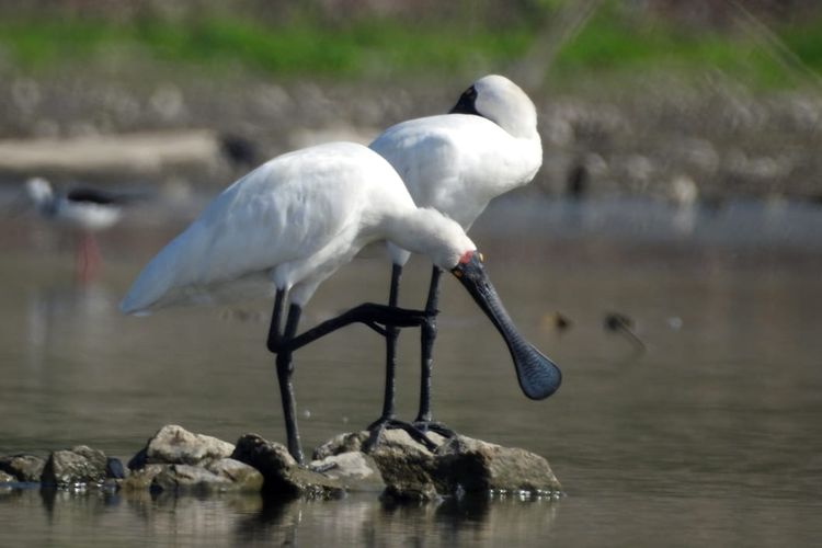 Burung Ibis-sendok raja (Platalea regia) di Danau Limboto, Gorontalo membersihkan diri dan berjemur seusai mencari makan.