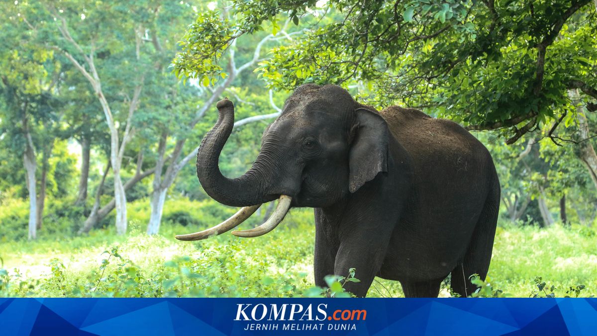 Petani Tewas Diserang Gajah di Lampung, Pakar UGM Ungkap Akar Masalahnya