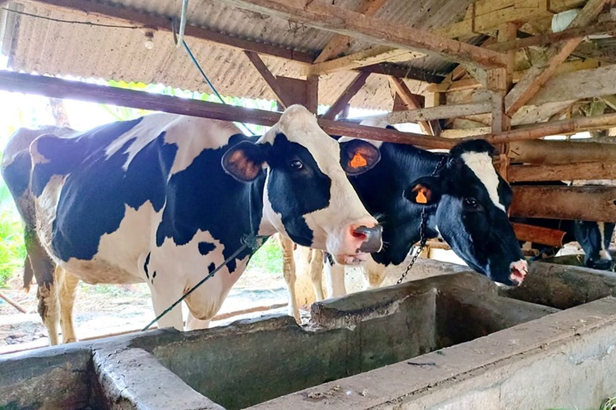 Kotoran sapi dari peternakan di Lembang, Jawa Barat, diolah menjadi biogas untuk sumber energi terbarukan.