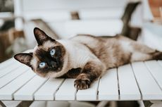 10 Ras Kucing yang Cocok untuk Dipelihara Pemula