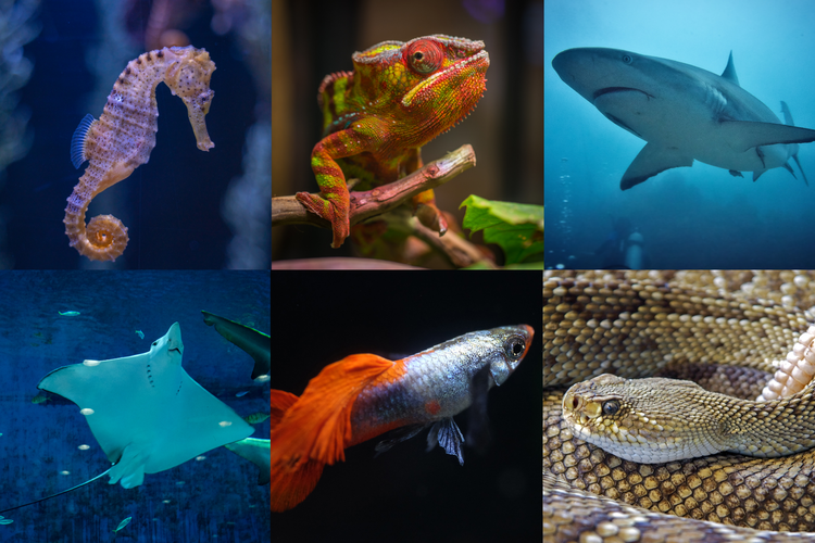 Kuda laut, bunglon, hiu, ikan pari, ikan guppy, dan ular derik adalah contoh hewan ovovivipar.