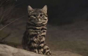 Gyra adalah kucing paling mematikan di dunia, dia membunuh antara 10 dan 14 hewan pengerat setiap malam. 