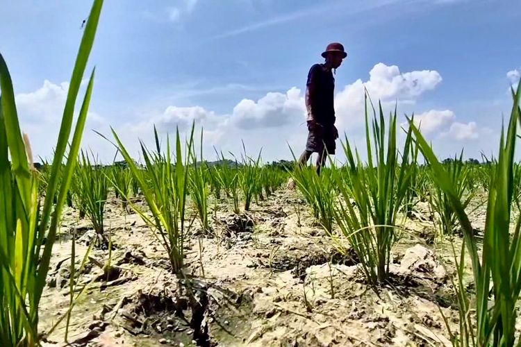 El Nino Mengancam hingga Oktober, Pemprov Lampung Siapkan 1.200 Irigasi Perpompaan