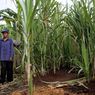Petani Tebu Mengeluhkan Sulitnya Mendapatkan Stimulus dari Pemerintah