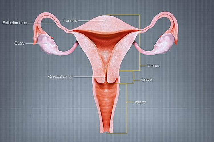 Sarkoma rahim adalah salah satu jenis kanker sangat langka yang terbentuk di lapisan otot rahim (miometrium). 