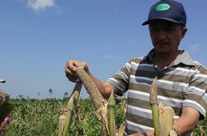 Serangan Hama Tikus Bikin Petani di Lumajang Hanya Bisa Jual Daun Jagung