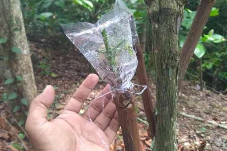 Selesai proses grafting kopi di kebun