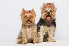 10 Ras Anjing yang Tahan Cuaca Panas, Chihuahua hingga Greyhound
