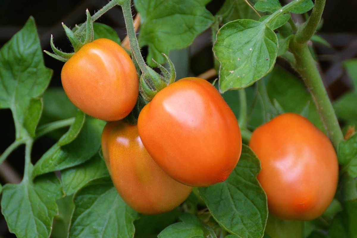 Ilustrasi tomat, menanam tomat, tanaman tomat. 
