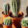 Tak Hanya Cantik, Ini 5 Manfaat Lain dari Kaktus