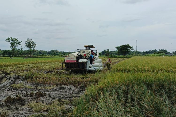 Sawah di Banten Makin Terdesak, Muncul Opsi Ganti Lahan di Daerah Lain