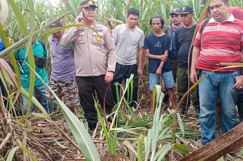 Mayat Korban Pembunuhan Ditemukan di Kebun Tebu Ogan Ilir, 3 Pelaku Ditangkap Satu Hari Kemudian