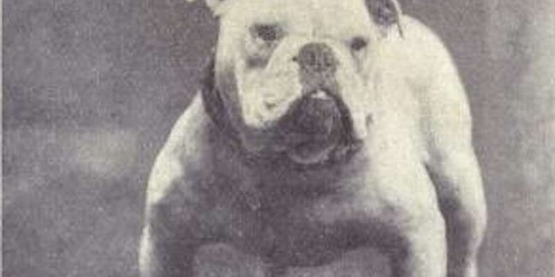 Anjing english Bulldog di tahun 1915