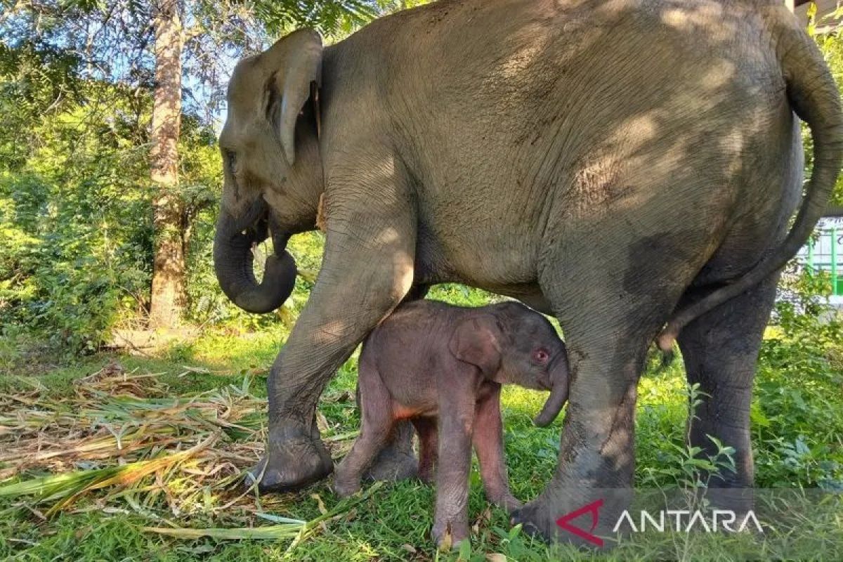 Anak gajah sumatera yang baru saja lahir bersama induknya bernama Yulia di Taman Nasional Way Kambas Lampung, Jumat (5/12/2025).
