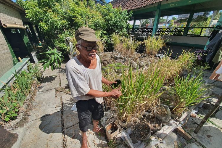 Warga Gunungkidul Tanam Padi di Galon Bekas, Sukses Panen 4 Kali