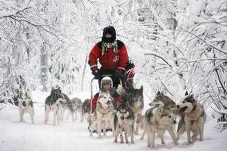 Menyusuri hutan yang tertutup salju putih dengan kereta kayu yang ditarik sekawanan anjing siberian husky.