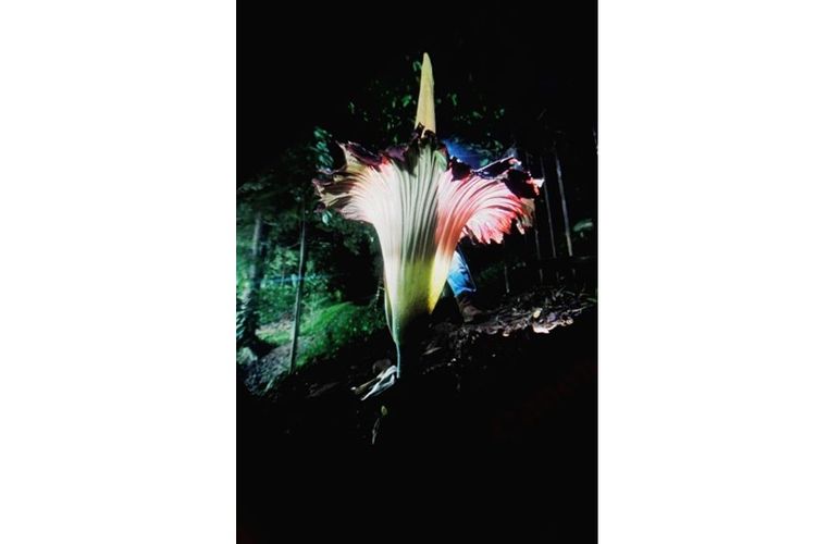 Bunga Bangkai yang mempunyai nama latin Amorphophallus Titanium mekaar di Kebun Raya Bogor