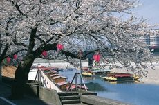 Menikmati Sakura dan Kue Khas Jepang di Prefektur Gifu