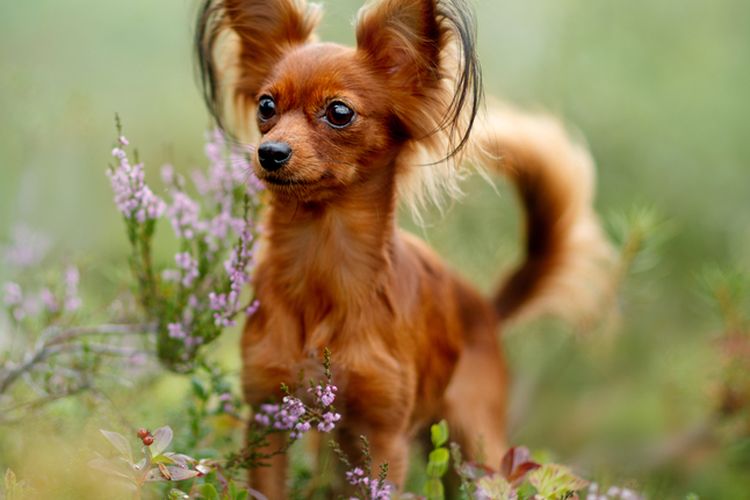 Ilustrasi ras anjing Russian Toy.