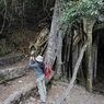 Viral WN Berpose Telanjang Tabanan, Ini 8 Pohon yang Dianggap Keramat di Bali