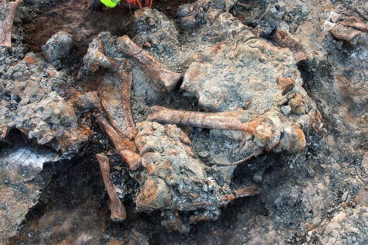 Jejak Kumbang Pemakan Bangkai Ditemukan di Tulang Titanosaurus