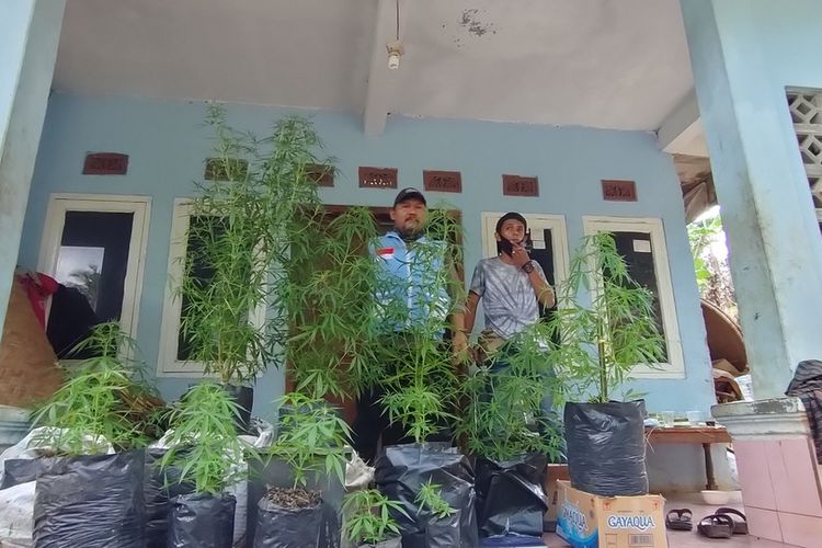 45 batang pohon ganja dewasa dan siap semai dalam polybag diamankan di rumah adik mantan Wali Kota Serang, yang mengaku sudah tahunan budidaya ganja di Kampung Cisirah, Desa Cibahayu, Kecamatan Kadipaten, Kabupaten Tasikmalaya, Kamis (22/10/2020).