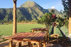 Agrowisata Kedai Sawah Sembalun di Lombok Timur, Bisa Petik Sayur dan Buah