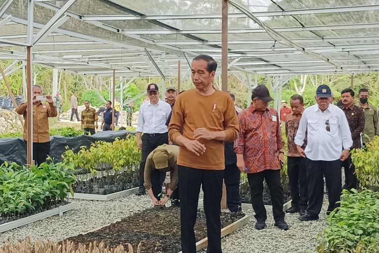 Presiden Joko Widodo saat melihat penyemaian bibit Pohon Sungkai di Persemaian Mentawir, kawasan Ibu Kota Nusantara (IKN), Sepaku, Kalimantan Timur pada Kamis (23/2/2023).
