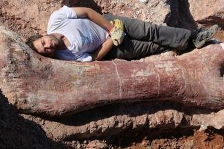 Tulang paha dinosaurus yang baru saja ditemukan di Argentina hampir setara dengan tinggi manusia. Berdasarkan ukuran tulang paha itu, ilmuwan memerkirakan dinosaurus yang ditemukan punya tinggi 25 meter dan berat 77 ton.