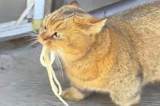 Kucing Ini Datangi Warung untuk Minta Mi Setiap Hari, Videonya Viral