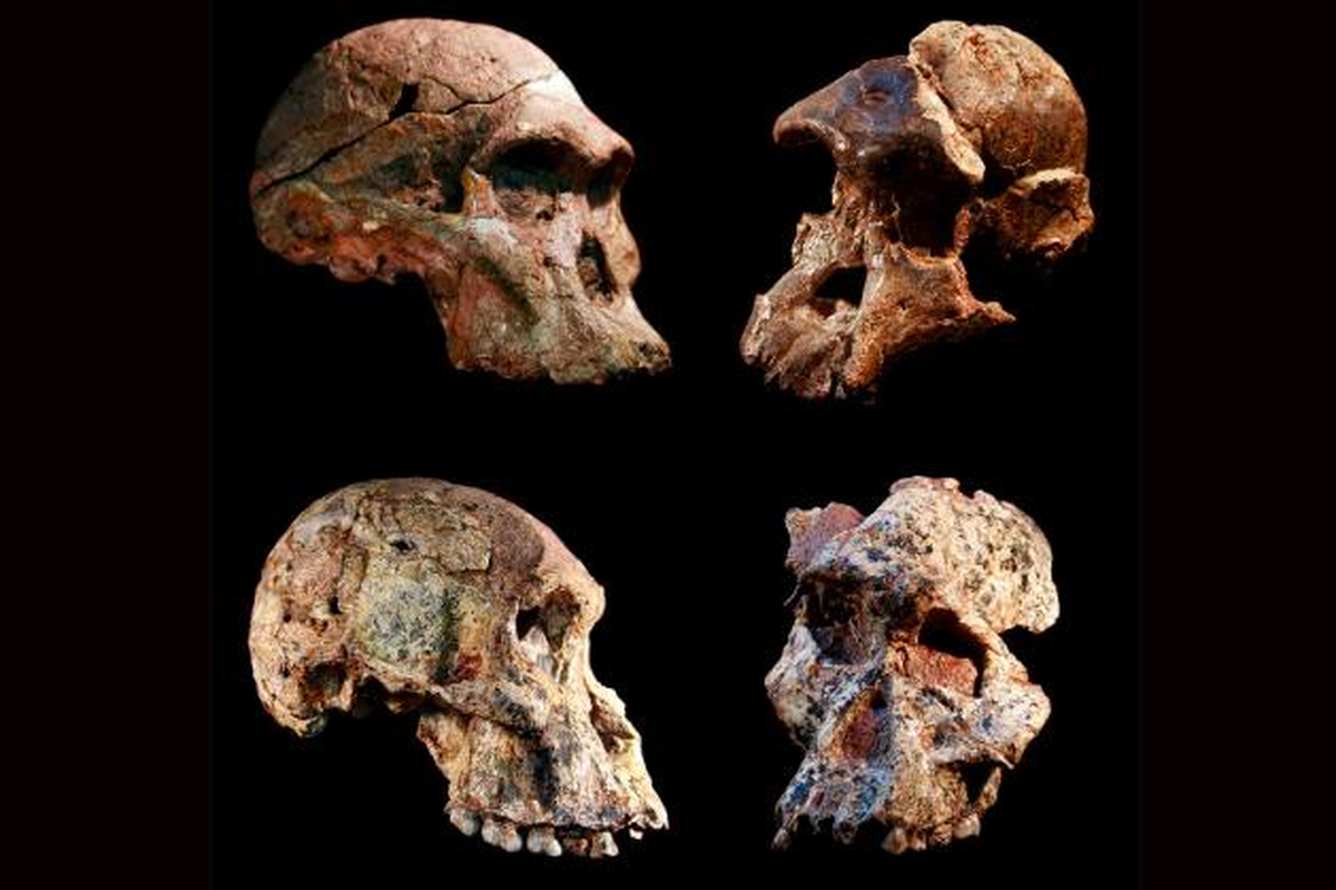  Empat tengkorak Australopithecus berbeda yang ditemukan di gua Sterkfontein, Afrika Selatan.