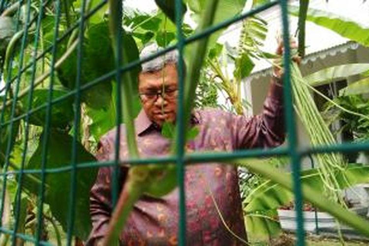 Gubernur Jawa Barat Ahmad Heryawan sedang memanen kacang panjang di sebuah kebuh di rumah dinasnya di Gedung Negara Pakuan, Jalan Otto Iskandardinata, Bandung, Jawa Barat, Selasa, (14/7/2015). 
