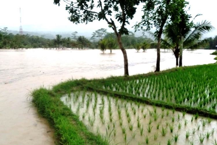 Kondisi areal pesawahan di Kabupaten Cianjur, Jawa Barat, yang terendam banjir bandang, Selasa (9/11/2022) petang.