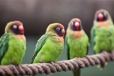 Apakah Burung Lovebird Bisa Berbicara seperti Burung Beo?