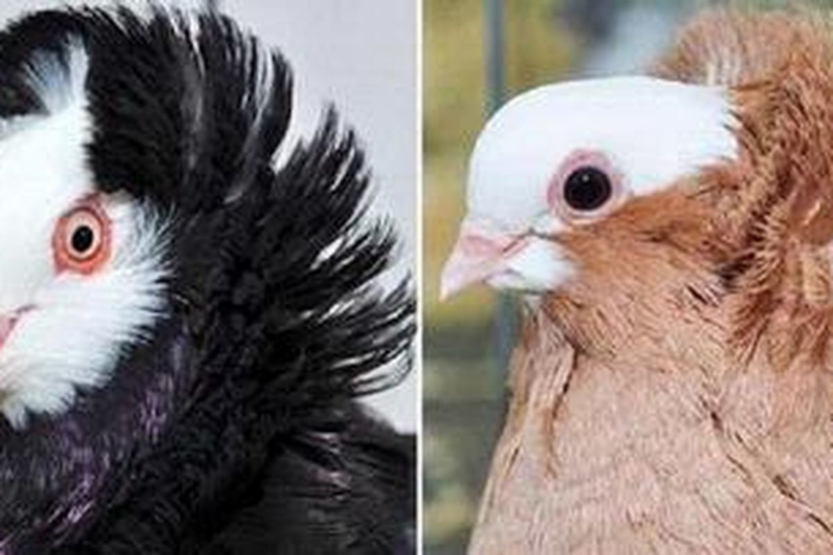 Merpati Batu (Columba livia)