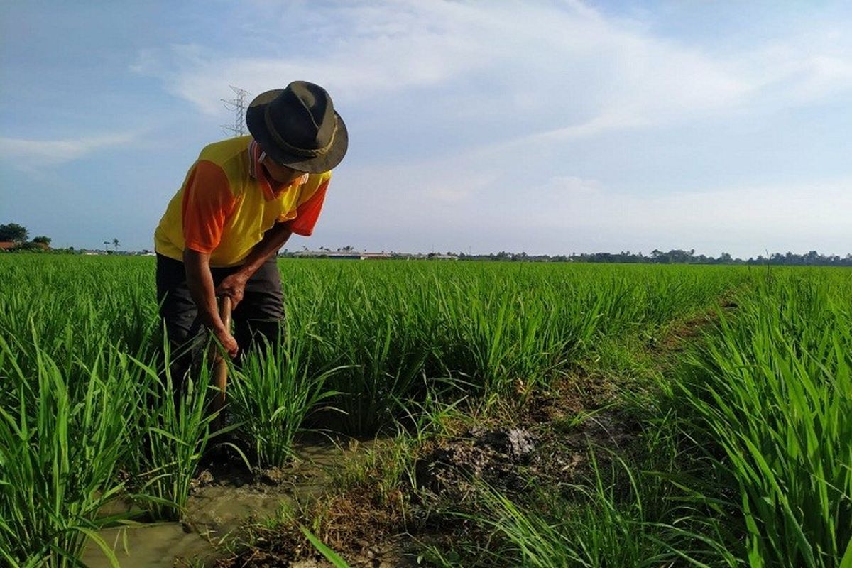 Para petani yang tetap semangat berjuang di garda terdepan menjaga ketahanan dan kedaulatan pangan nasional di tengah pandemic. 