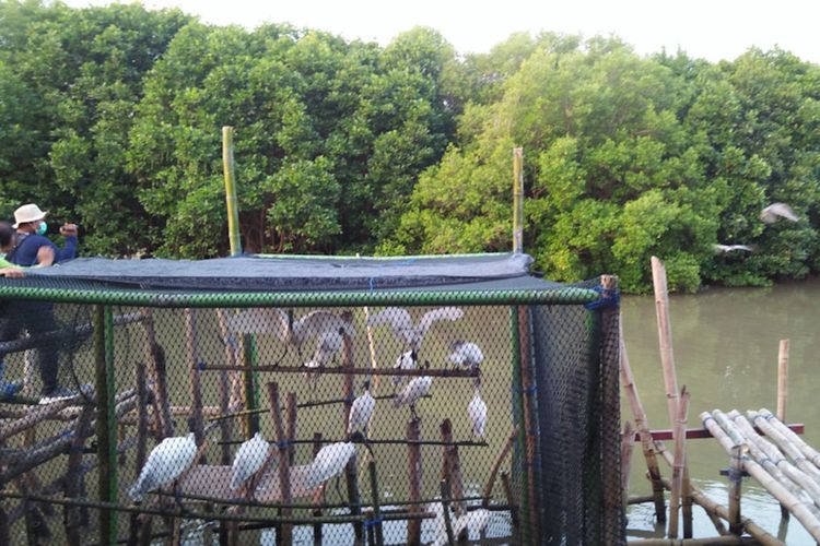 Sejumlah burung air dan laut yang dilepas liarkan di KEE Ujungpangkah, Rabu (2/6/2021).