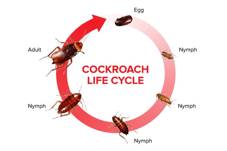 Siklus hidup Kecoa