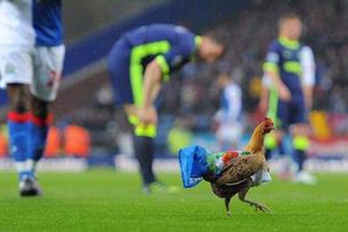 Seekor ayam betina dilemparkan ke lapangan oleh seorang penggemar Blackburn Robvers. Itu adalah wujud protes fans pada kiprah kepemilikian Venkys dalam Premier League. Protes itu terjadi saat pertandingan Blackburn versus Wigan Athletic di Ewood Park, Blackburn, Senin (7/5/2012).
