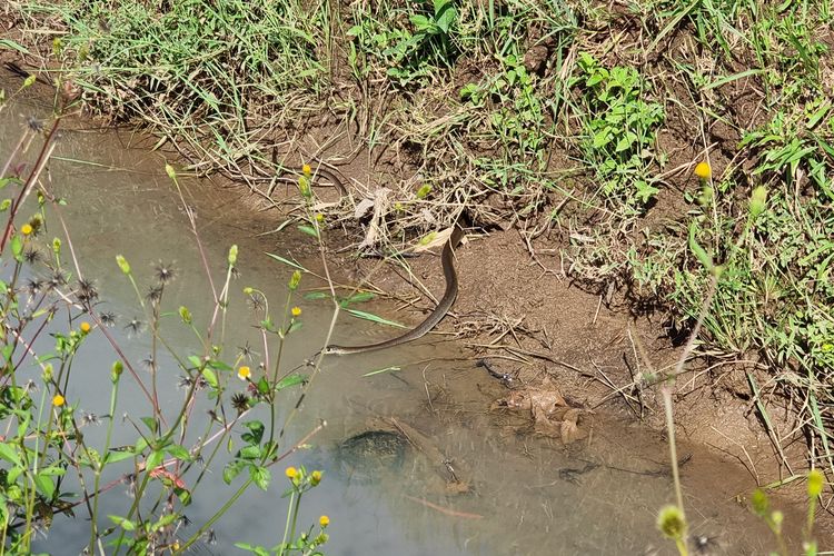 Seekor ular di sawah.