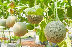 Cara Menanam Melon agar Buahnya Manis