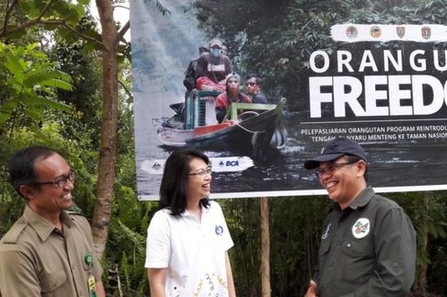 BCA Gandeng BOSF Lepasliarkan 12 Orangutan