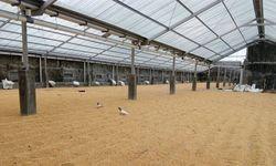 Kementan: Penyebaran Benih Padi Tidak Boleh Sembarangan