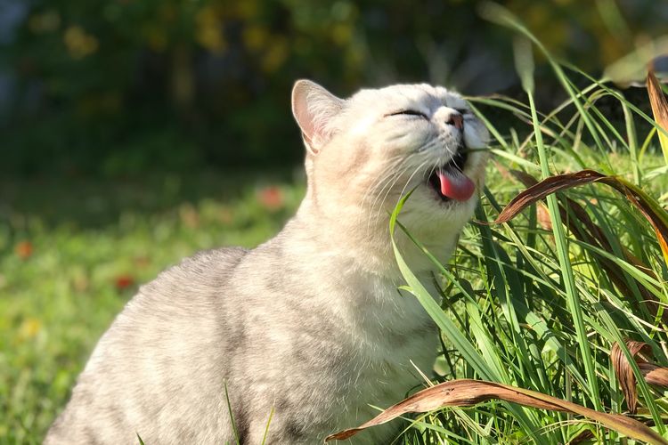 kucing makan rumput