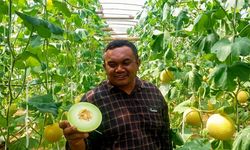 Melon Petani Blitar Tembus Singapura, Akses Pasar Jadi Kunci Naik Kelas