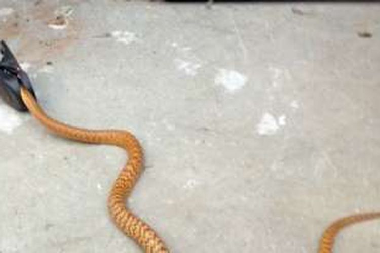Ular coklat sepanjang 3 kaki ini bisa diselamatkan dari jebakan tikus di sebuah rumah di Alice Springs, Australia.